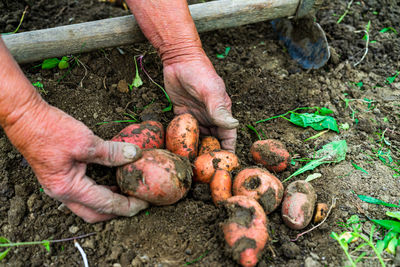 Low section of person holding vegetables in garden