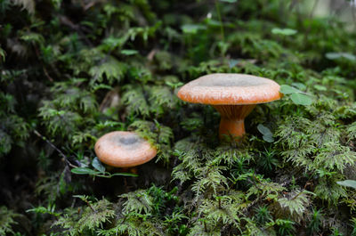 Close-up of mushroom growing on field