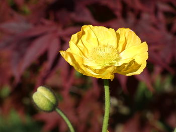 Close-up of yellow rose flower