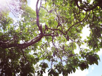 Low angle view of tree in forest against sky