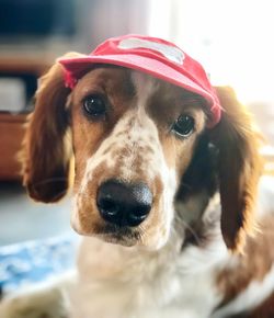 Close-up portrait of dog wearing hat