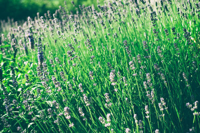 Scenic view of grassy field