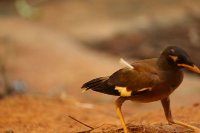 Close-up of bird perching on a land