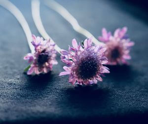 Close-up of pink flower on table macro wildflowers background wildflower springflowers