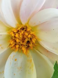 Macro shot of white flowering plant