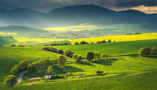 Scenic view of agricultural field against sky