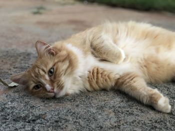 Close-up portrait of a cat resting on footpath