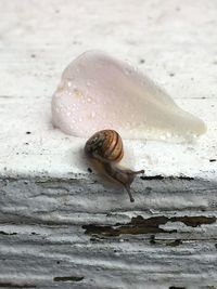 Close-up of snail