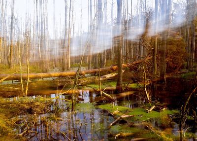 Scenic view of lake in forest