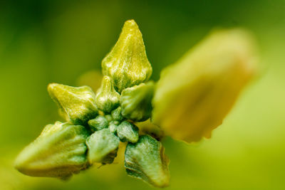 Close-up of green leaves