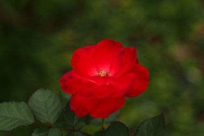 Close-up of red flower blooming outdoors