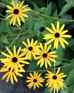 Close-up of yellow flowers