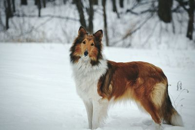 Dog on snow field during winter