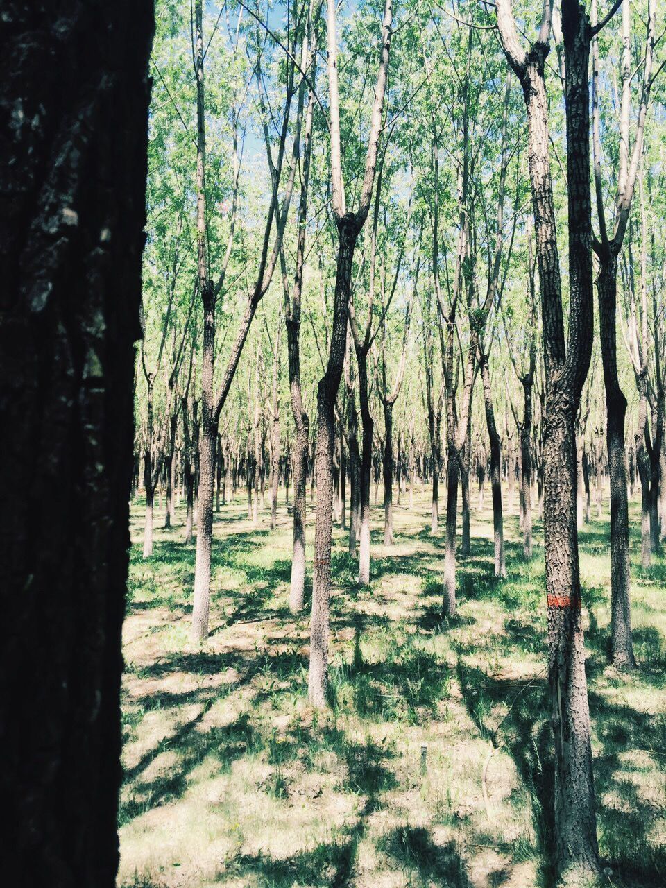 tree, tree trunk, tranquility, growth, nature, tranquil scene, branch, beauty in nature, forest, landscape, scenics, green color, woodland, sunlight, grass, day, field, outdoors, no people, non-urban scene