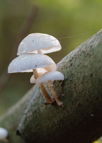 Close-up of plant