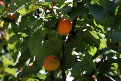 Low angle view of fruits on tree