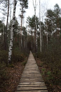 Boardwalk amidst trees in forest