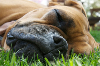 Close-up of dog sleeping on grassy field