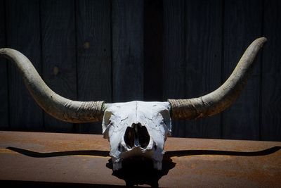 Close-up of animal skull , bull 