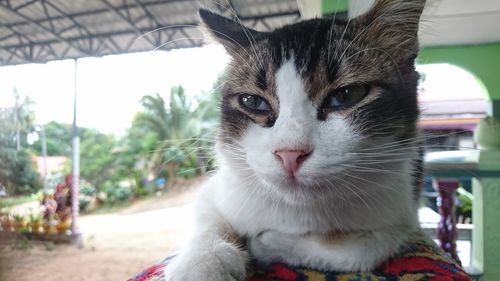 Close-up portrait of a cat