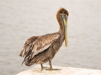 Close-up of bird perching