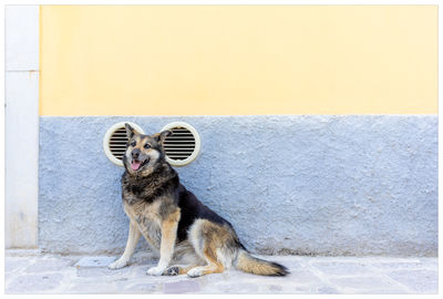 Sitting dog against a wall