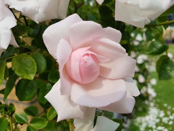 Close-up of pink rose