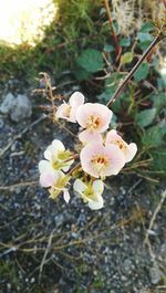 Close-up of white flowers