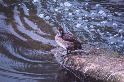 High angle view of duck swimming in lake