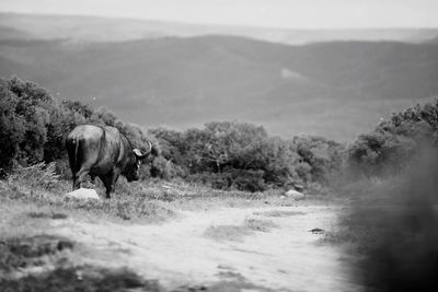 Buffalo standing on field against mountains