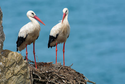 Birds perching on rock