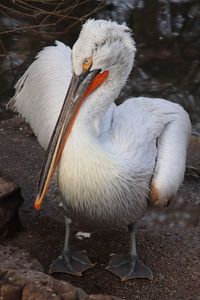 Close-up of pelican