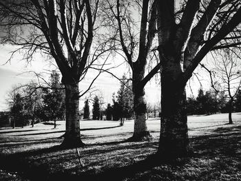 Close-up of trees against sky