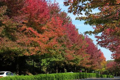 Red leaves on tree