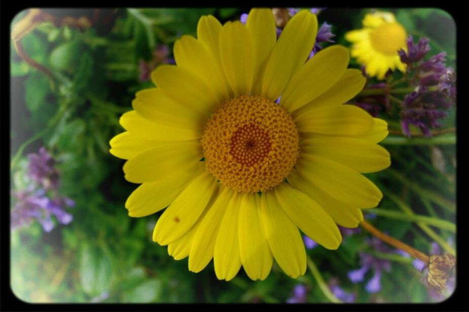 flower, transfer print, yellow, freshness, petal, flower head, fragility, growth, beauty in nature, close-up, focus on foreground, auto post production filter, blooming, nature, plant, pollen, single flower, in bloom, outdoors, day