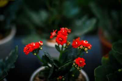 Close-up of red flowering plant