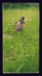 Bird perching on grass in field