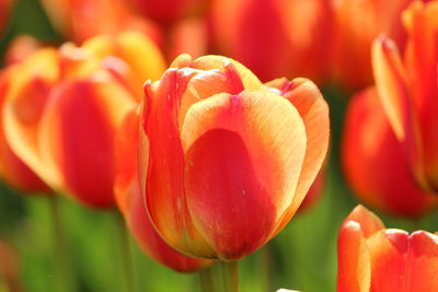 Close-up of red tulip