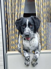 Portrait of dog sitting on floor