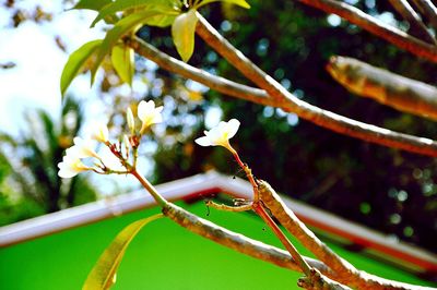 Close-up of butterfly on tree