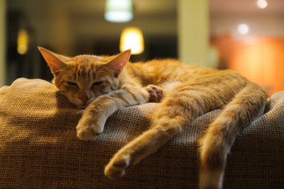 Ginger cat lying indoors