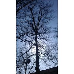 Low angle view of bare trees against sky