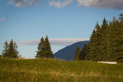 Trees on field against sky