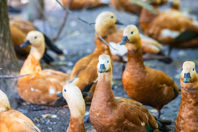 Close-up of birds in water