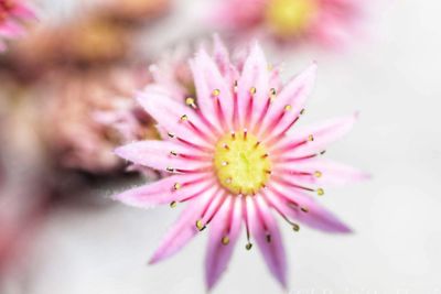 Close-up of pink flower