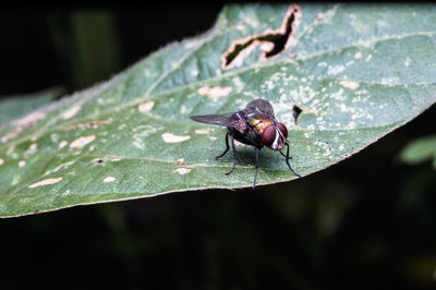 Close-up of insect on leaf