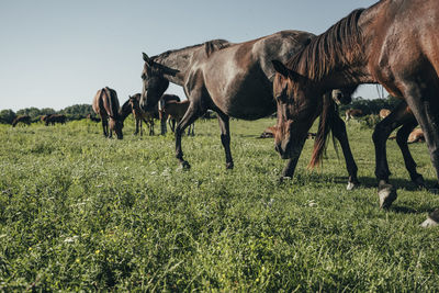 Horses grazing in a field