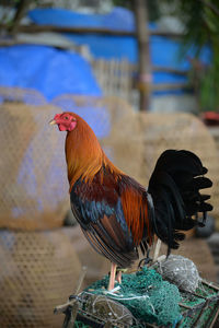 Close-up of rooster