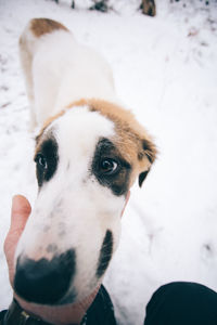 Close-up portrait of dog during winter