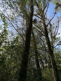Low angle view of trees in forest against sky